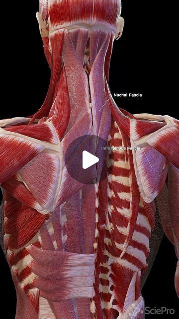 SciePro on Instagram: "🌟 Unravel the Hidden Layer: Discover the Fascia