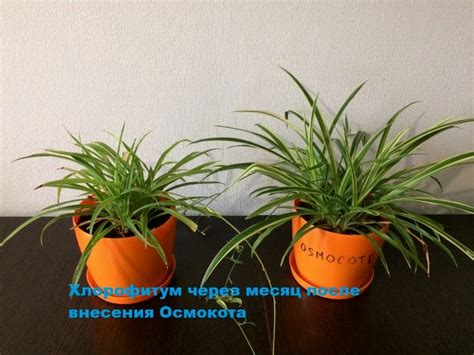 Осмокот. Преимущества удобрение Осмокот. Осмокот купить Киев центр