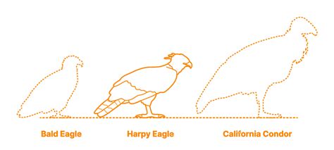 Harpy Eagle Size Comparison
