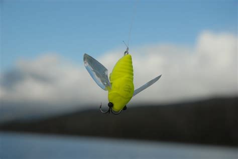 The lure of bass - Fishing World Australia