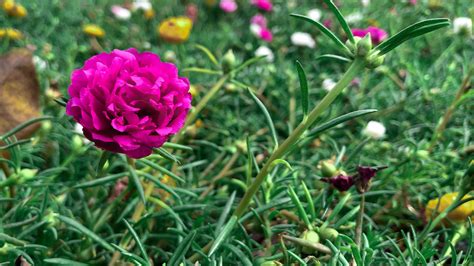 Close up pink Portulaca oleracea flower 9585433 Stock Photo at Vecteezy