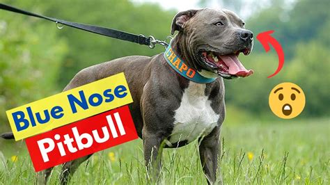 Blue Nose Pitbull: Dog Breed Information, Facts, Price, Size and ...