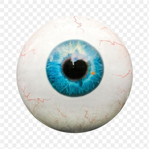 Human Eyeball Png Sticker Transparent Free Png Rawpixel