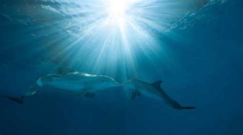 WarnerBros.com | Dolphin Tale 2 | Movies