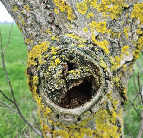 Uma árvore um buraco que tem um lagarto nele Foto Premium