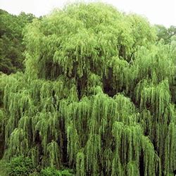 Types Of Pussy Willow Trees Easy Going Simple To Grow EmbraceGardening