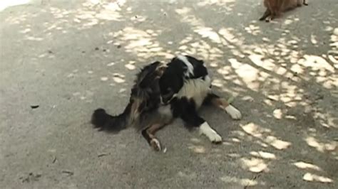 Ordinary Perversions Of Italian Common People Amateur Porn XHamster