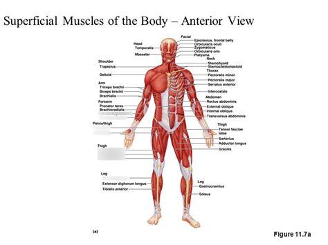 anterior view of the superficial muscles of the body 2/5 Diagram | Quizlet