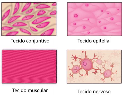 Corpo Humano Entenda Como Todas As Estruturas Estão Relacionadas