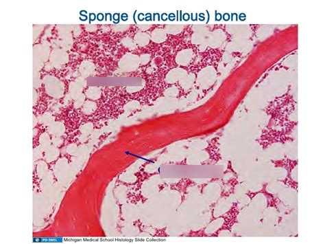 Spongy Bone Diagram | Quizlet