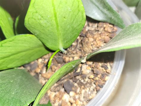 Hoya polyneura : r/hoyas