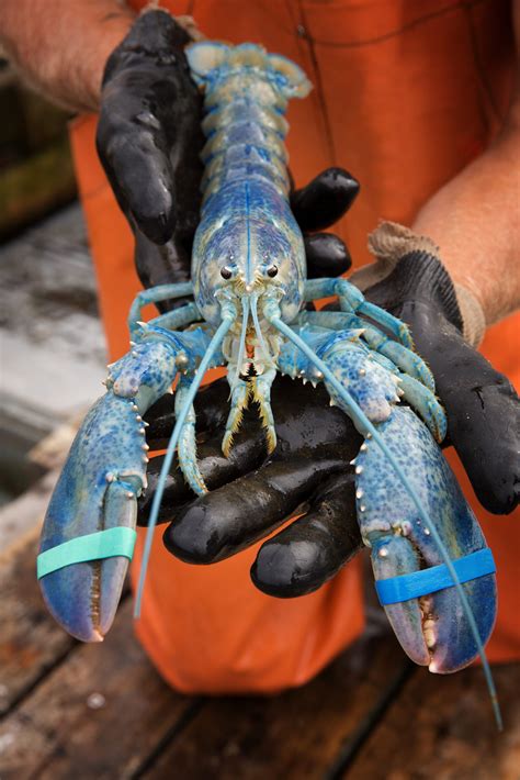 What's the Difference Between a Lobster and a Crayfish?