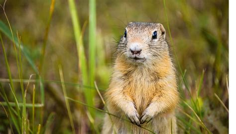 gophers eat top  gopher foods gopher nuts