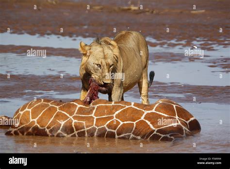 African Lion, panthera leo, Young Male Eating Reticulated Giraffe Stuck and Drown in River ...