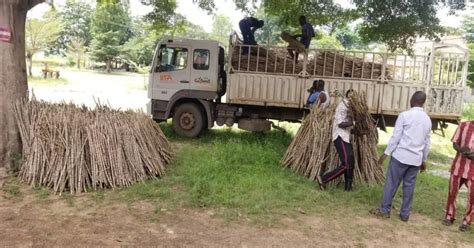 Accessing Clean And Improved Cassava Varieties For 2022 Planting Season