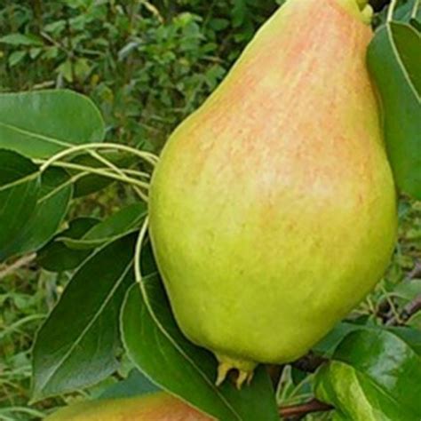 Груша Амфора (Однолетний, ОКС) - купить Саженцы груши в Киеве и Украине ...