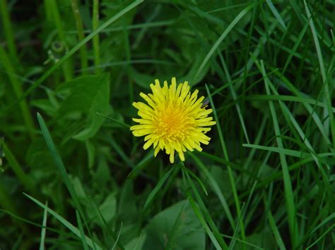 how to make dandelion wine 4