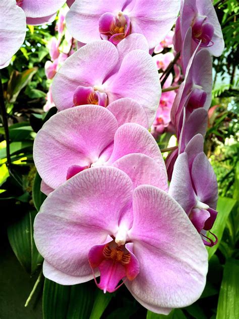 Orchids Like Ive Never Seen Lisa Robertson