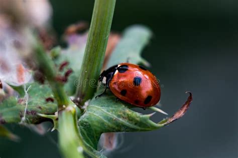 Ladybug on Plant in a Garden Stock Image - Image of garden, plant: 278192679