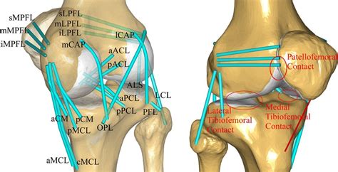 Left Knee Ligaments Diagram