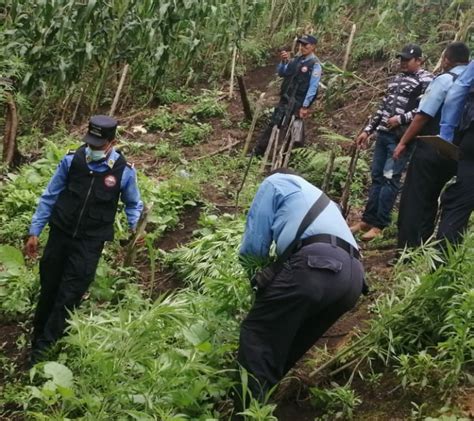 Autoridades erradican plantación de marihuana en Olancho Ministerio