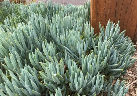 Blue Chalk Succulents Chalk Stick Succulents Hello Hello Plants