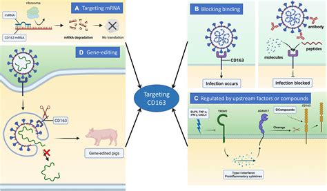 Frontiers | Recent advances in inhibition of porcine reproductive and