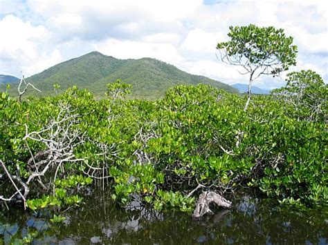 Pamacca Rhizophora R Mucronata R Stylosa Dan R Apiculata