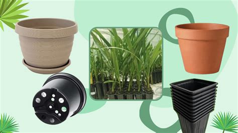 Как вырастить финик из косточки дома – пальмовое чудо на подоконнике ...