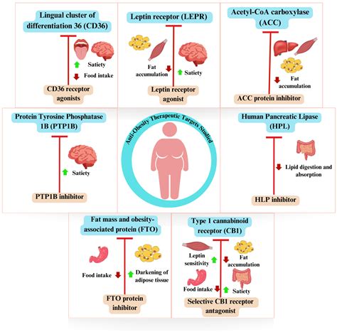 Anti-Obesity Therapeutic Targets Studied In Silico and In Vivo: A
