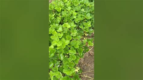 первая ягода клубника клери 12мая,23г - YouTube