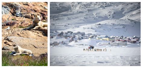 En Immersion Avec Les Inuits Au Groenland Huwans