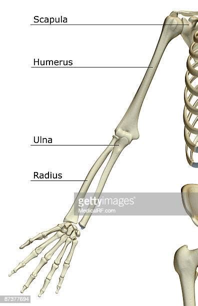 Wrist Forearm Anatomy High Res Illustrations Getty Images