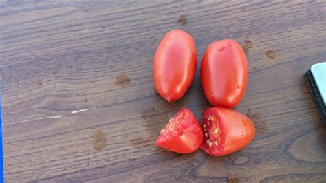 Неплохой томат для консервации. Сорт МИЛЕДИ. - YouTube