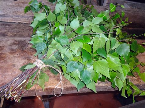 Березовые веники (15 фото): лучше ли они дубовых? Польза и вред веников ...