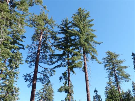 29 Different Types of Pine Trees in California (Northern & Southern ...