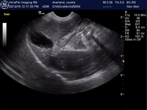 Severe pancreatitis with resolution after treatment in a 12 year old FS ...