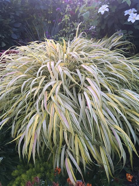 HAKONECHLOA MACRA 'AUREOLA' – Horlings Plants