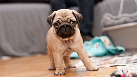 Cute Baby Pugs Wallpapers - Wallpaper Cave
