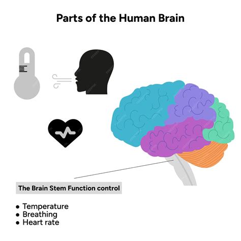 Premium Vector | Human brain anatomy with colored parts diagram medical
