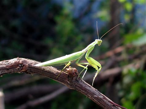 Виды Богомолов Картинки – Telegraph