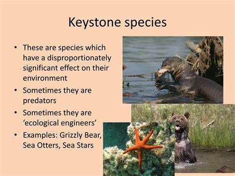 Keystone Predator Examples At Tayla Hamlyn Harris Blog