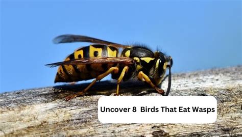 Discovering 8 Birds That Feast On Wasps Cool Astro