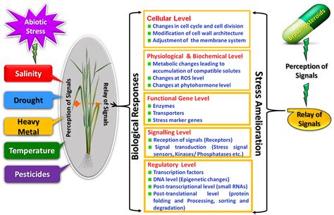 Frontiers Brassinosteroids A Promising Option In Deciphering