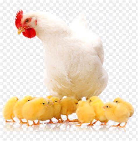 Free Download Hd Png Layer Hen Rearing Poultry Png Transparent With