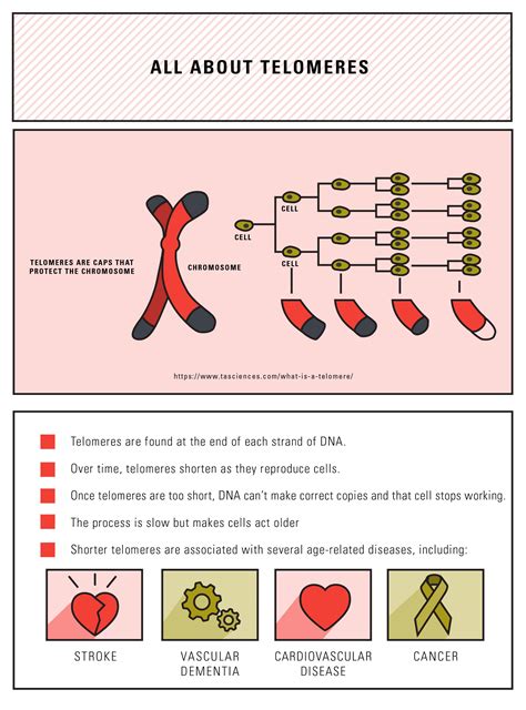 The Aging Factor You Can’t Really Control: Genes - Health Perch