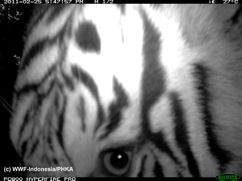 A hidden wildlife camera caught a rare tiger at mountain crossings