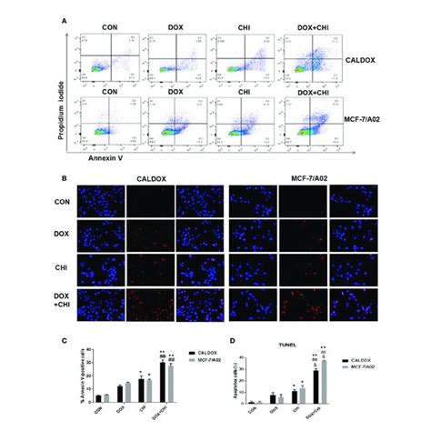 Effects Of Chidamide Chi And Or Doxorubicin Dox On The Viability