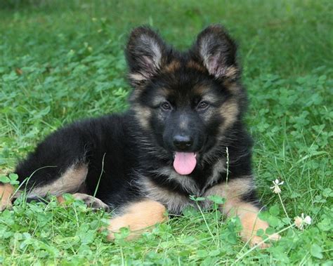 German Shepherd Puppies Germany German Shepherd Puppies