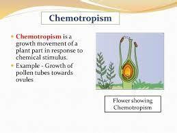 chemotropism inplant brainlyin